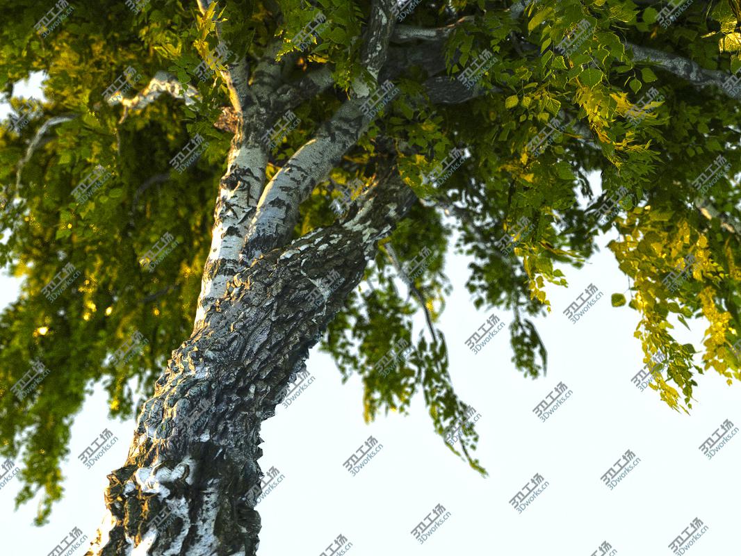 images/goods_img/202105072/Birch-Tree Animated 3D model/1.jpg